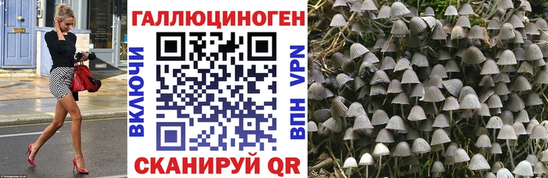 Купить где  Боровск  Галлюциногенные грибы Cubensis 
